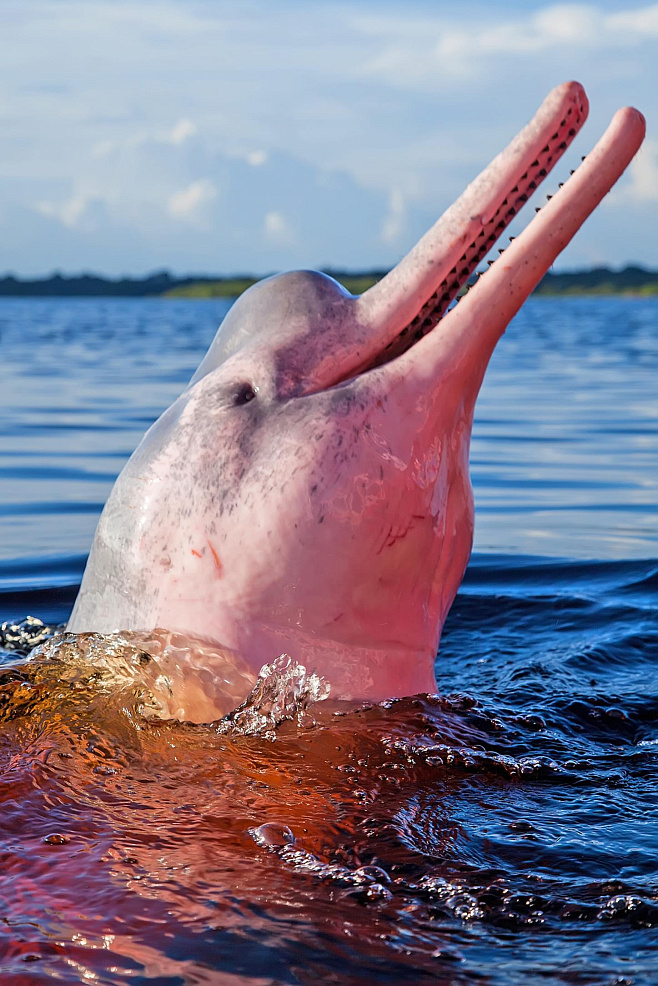 В мире есть розовые дельфины. Посмотрите на них прямой сейчас 