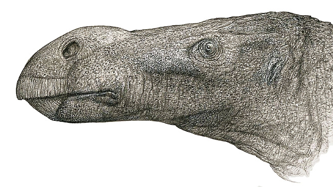 На британском острове Уайт нашли останки динозавра с луковицеобразным носом