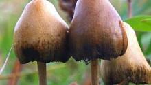Инъекция из отвара галлюциногенных грибов привела к тому, что они выросли внутри вен  