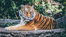 Тигрица из нью-йоркского зоопарка получила положительный результат на COVID-19