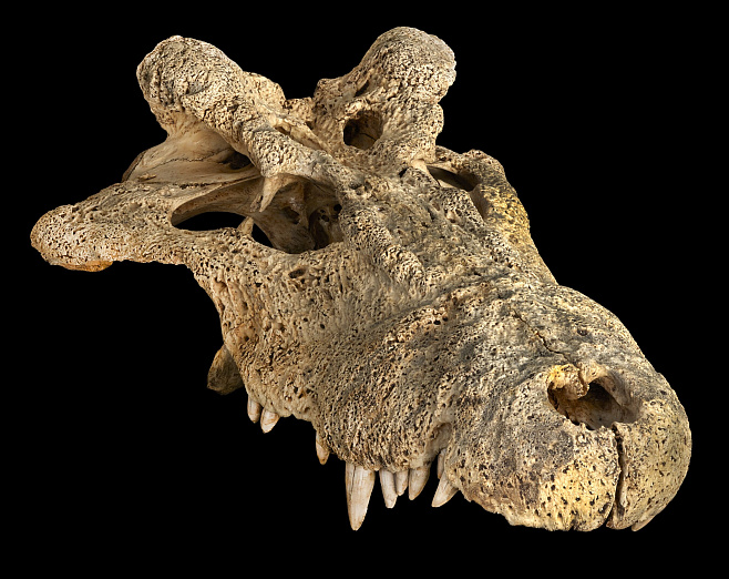 Древняя ДНК помогла определить вид вымершего рогатого крокодила