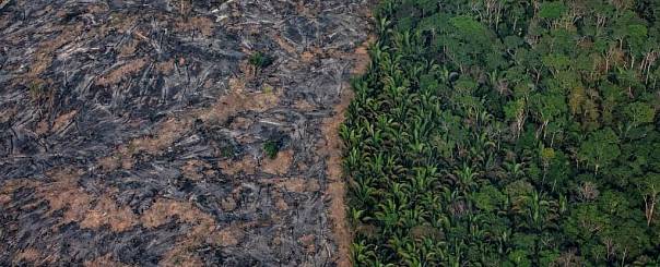 Леса Амазонки могут исчезнуть на наших глазах
