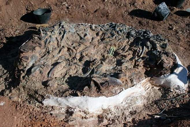 В Аргентине нашли останки неизвестных динозавров