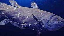 Живые «ископаемые» рыбы обладают уникальным количеством «прыгающих» генов   