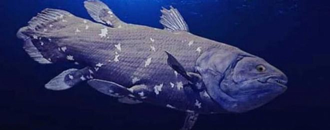 Живые «ископаемые» рыбы обладают уникальным количеством «прыгающих» генов   