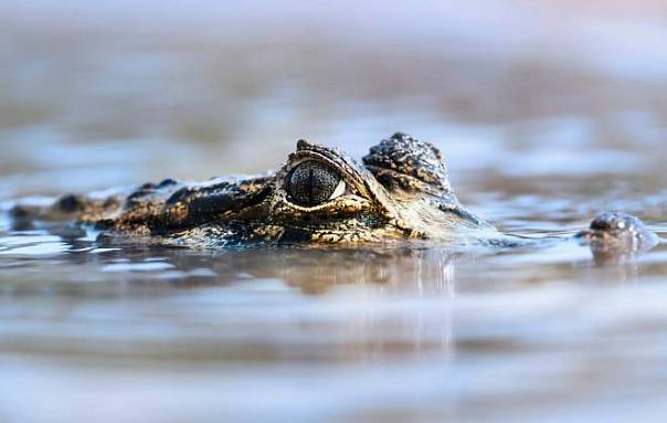 Крокодиловы слёзы: учёные провели масштабное исследование слёз у птиц и рептилий