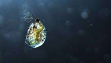 Стандартное средство от сорняков губительно влияет на зоопланктон