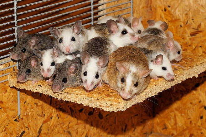 Мыши из космоса сохранили репродуктивные способности