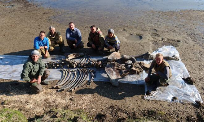 Завершена экспедиция по извлечению останков шерстистого мамонта возрастом в 10 тысяч лет со дна сибирского озера
