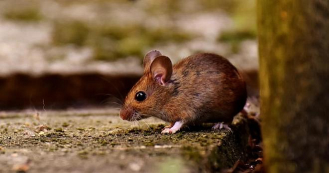 Спорт может защитить мышей от развития рака печени