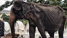 70-летнюю истощенную слониху, выступавшую на фестивале на Шри-Ланке, отправят на лечение