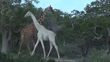 Браконьеры убили последнюю в мире самку белого жирафа
