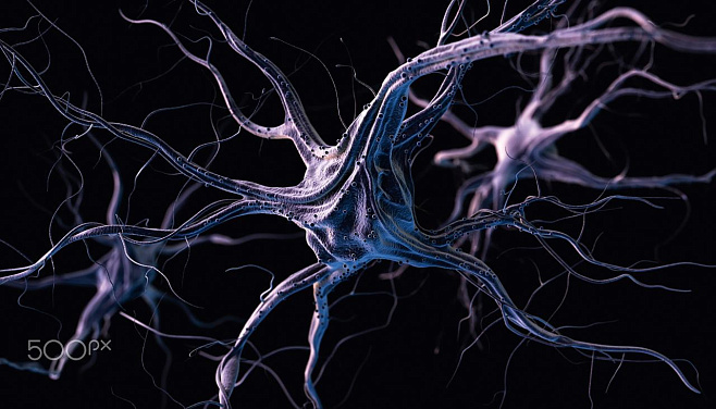 Век мозга: как устроена нервная система человека
