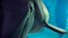 С плавниками, но не рыба: что мы знаем о дельфинах