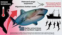 Изменения климатических условий повлияли на миграцию тигровых акул