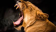 Заразительная зевота может помогать львам координироваться в группе