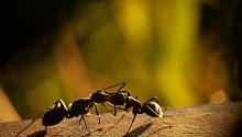 Исследователи изучили феномен самоорганизации в колониях муравьёв