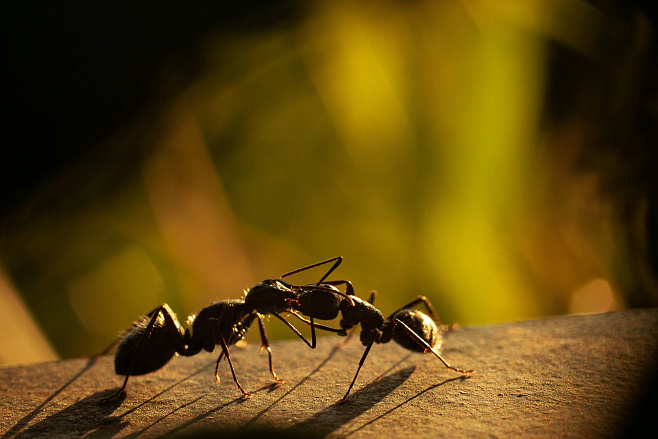 Исследователи изучили феномен самоорганизации в колониях муравьёв