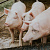 Пермские ученые разработали программу для выявления чумы свиней