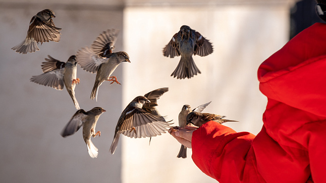 Почему птицы часто сталкиваются с окнами: причины и способы предотвращения