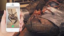 Алгоритм ИИ научили отличать ядовитых пауков от обычных