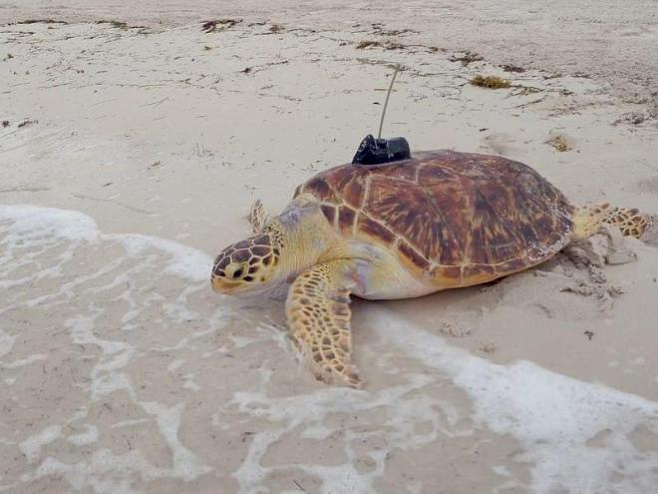 Во Флориде выпущена редкая гибридная черепаха 