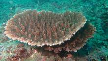 В Токийском заливе исчезают водоросли и живущие в них ценные морские ушки