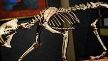 Скелет саблезубого тигра возрастом в 37 миллионов лет выставлен на аукционе 