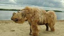 Шерстистые носороги не были полностью истреблены человеком — они вымерли в результате климатических изменений