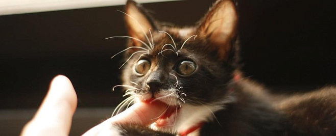 «Чернушный» эксперимент: голодные кошки могут питаться человеческой плотью