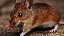 Гарвардские ученые заявили, что смогли обратить вспять процесс старения у мышей