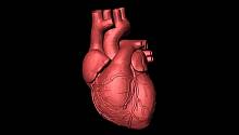 Новая молекула защитит от ишемической болезни сердца
